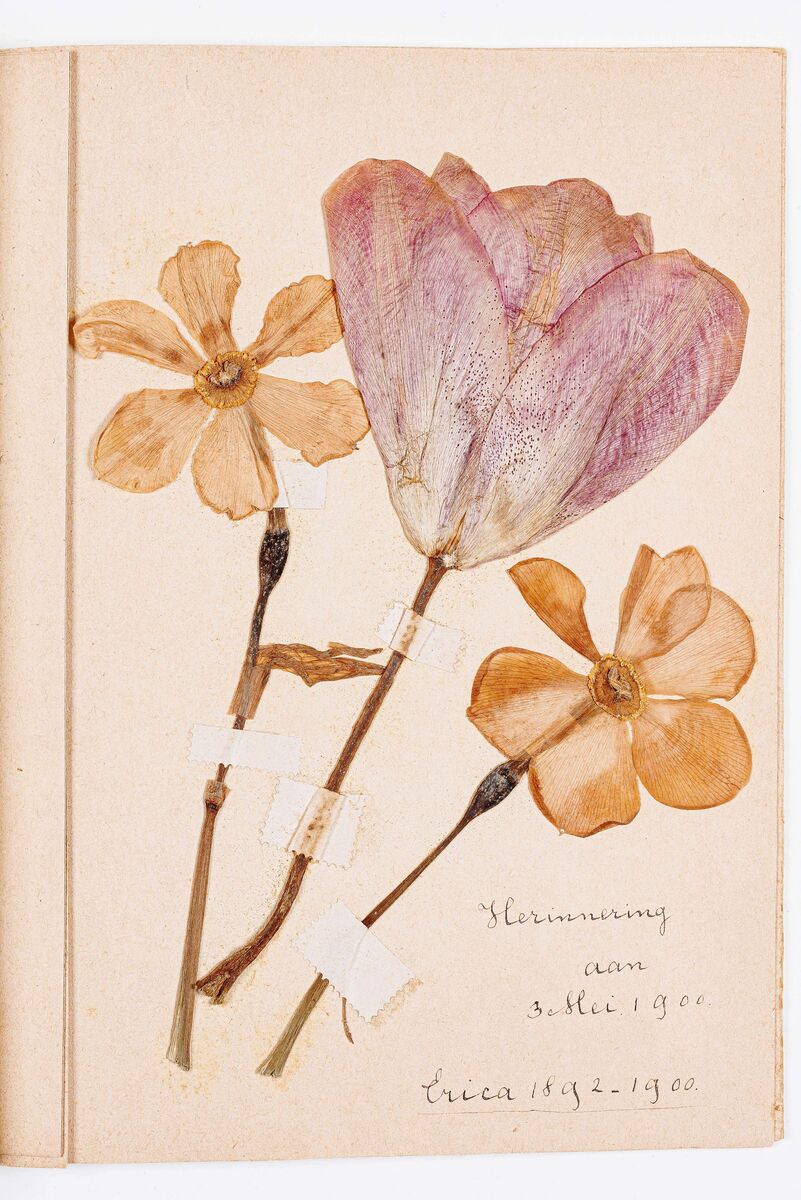 Versjesschrift en poëziealbum van Dirkje Judrika Peck over de jaren 1895-1903