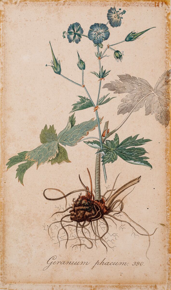 Tekening (ingekleurd) uit de Flora Batava van een Geranium Phaeum